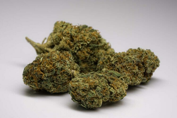Susz CBD vs. medyczna marihuana
